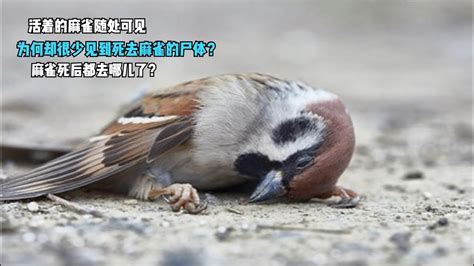 麻雀死掉怎麼辦|【麻雀死掉】麻雀死掉之謎！好心把牠撿回家，怎麼才幾天就嗚呼。